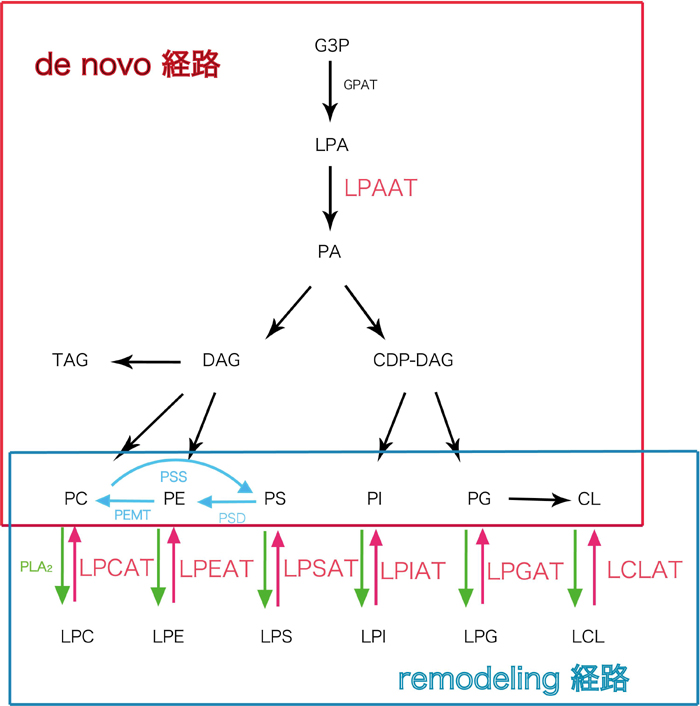 リン脂質リモデリング（LPCAT3）の関与の可能性1