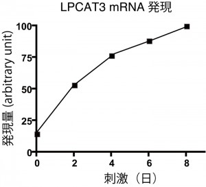 リン脂質リモデリング（LPCAT3）の関与の可能性2