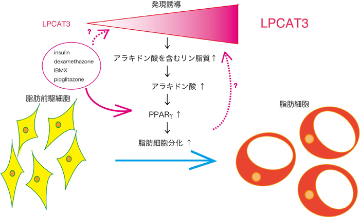 リン脂質リモデリング（LPCAT3）の関与の可能性3