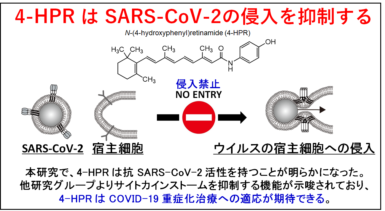 新型コロナウイルス(SARS-CoV-2)の細胞内侵入を抑制する薬剤を発見